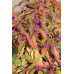 Красивоплодник бодиньера Профьюжн (Callicarpa bodinieri Profusion) Красивоплодник бодиньера Профьюжн (Callicarpa bodinieri Profusion)