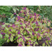Красивоплодник бодиньера Профьюжн (Callicarpa bodinieri Profusion) Красивоплодник бодиньера Профьюжн (Callicarpa bodinieri Profusion)