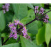 Красивоплодник бодиньера Профьюжн (Callicarpa bodinieri Profusion) Красивоплодник бодиньера Профьюжн (Callicarpa bodinieri Profusion)