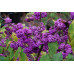 Красивоплодник бодиньера Профьюжн (Callicarpa bodinieri Profusion) Красивоплодник бодиньера Профьюжн (Callicarpa bodinieri Profusion)