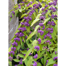 Красивоплодник бодиньера Профьюжн (Callicarpa bodinieri Profusion) Красивоплодник бодиньера Профьюжн (Callicarpa bodinieri Profusion)