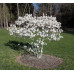 Магнолия звёздчатая Роял Стар (Magnolia stellata Royal Star) Магнолия звёздчатая Роял Стар (Magnolia stellata Royal Star)