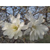 Магнолия звёздчатая Роял Стар (Magnolia stellata Royal Star) Магнолия звёздчатая Роял Стар (Magnolia stellata Royal Star)