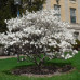 Магнолия звёздчатая Роял Стар (Magnolia stellata Royal Star) Магнолия звёздчатая Роял Стар (Magnolia stellata Royal Star)