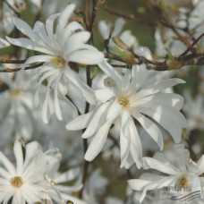 Магнолия звёздчатая Роял Стар (Magnolia stellata Royal Star)