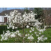 Магнолия звёздчатая Роял Стар (Magnolia stellata Royal Star) Магнолия звёздчатая Роял Стар (Magnolia stellata Royal Star)