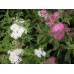 Спирея японская Дженпей (Spiraea japonica Genpei/Shirobana) Спирея японская Дженпей (Spiraea japonica Genpei/Shirobana)