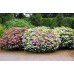 Спирея японская Дженпей (Spiraea japonica Genpei/Shirobana) Спирея японская Дженпей (Spiraea japonica Genpei/Shirobana)