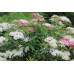 Спирея японская Дженпей (Spiraea japonica Genpei/Shirobana) Спирея японская Дженпей (Spiraea japonica Genpei/Shirobana)