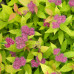 Спирея японская Хуберт Голд (Spiraea japonica Hubert Gold) Спирея японская Хуберт Голд (Spiraea japonica Hubert Gold)