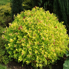 Спирея японская Хуберт Голд (Spiraea japonica Hubert Gold) Спирея японская Хуберт Голд (Spiraea japonica Hubert Gold)