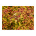 Спирея японская Хуберт Голд (Spiraea japonica Hubert Gold) Спирея японская Хуберт Голд (Spiraea japonica Hubert Gold)