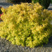 Спирея японская Хуберт Голд (Spiraea japonica Hubert Gold) Спирея японская Хуберт Голд (Spiraea japonica Hubert Gold)