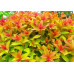 Спирея японская Голдфлейм (Spiraea japonica Goldflame) Спирея японская Голдфлейм (Spiraea japonica Goldflame)
