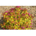 Спирея японская Голдфлейм (Spiraea japonica Goldflame) Спирея японская Голдфлейм (Spiraea japonica Goldflame)