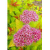 Спирея японская Голдфлейм (Spiraea japonica Goldflame) Спирея японская Голдфлейм (Spiraea japonica Goldflame)