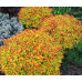 Спирея японская Голдфлейм (Spiraea japonica Goldflame) Спирея японская Голдфлейм (Spiraea japonica Goldflame)