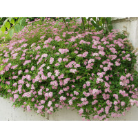Спирея японская Литтл Принцесс (Spiraea japonica Little Princess) Спирея японская Литтл Принцесс (Spiraea japonica Little Princess)