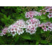 Спирея японская Литтл Принцесс (Spiraea japonica Little Princess) Спирея японская Литтл Принцесс (Spiraea japonica Little Princess)