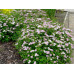 Спирея японская Литтл Принцесс (Spiraea japonica Little Princess) Спирея японская Литтл Принцесс (Spiraea japonica Little Princess)