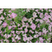 Спирея японская Литтл Принцесс (Spiraea japonica Little Princess) Спирея японская Литтл Принцесс (Spiraea japonica Little Princess)