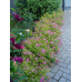 Спирея японская Литтл Принцесс (Spiraea japonica Little Princess) Спирея японская Литтл Принцесс (Spiraea japonica Little Princess)