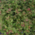 Спирея японская Литтл Принцесс (Spiraea japonica Little Princess) Спирея японская Литтл Принцесс (Spiraea japonica Little Princess)
