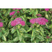 Спирея японская Пейнтед Леди (Spiraea japonica Painted Lady) Спирея японская Пейнтед Леди (Spiraea japonica Painted Lady)
