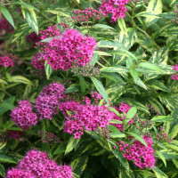 Спирея японская Пейнтед Леди (Spiraea japonica Painted Lady) Спирея японская Пейнтед Леди (Spiraea japonica Painted Lady)