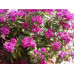 Спирея японская Пейнтед Леди (Spiraea japonica Painted Lady) Спирея японская Пейнтед Леди (Spiraea japonica Painted Lady)