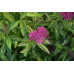 Спирея японская Пейнтед Леди (Spiraea japonica Painted Lady) Спирея японская Пейнтед Леди (Spiraea japonica Painted Lady)
