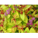 Спирея японская Меджик Карпет (Spiraea japonica Magic Carpet) Спирея японская Меджик Карпет (Spiraea japonica Magic Carpet)