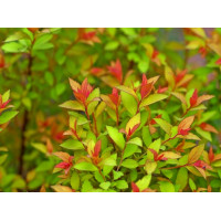 Спирея японская Меджик Карпет (Spiraea japonica Magic Carpet) Спирея японская Меджик Карпет (Spiraea japonica Magic Carpet)