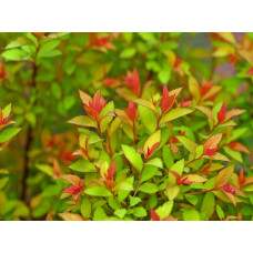 Спирея японская Меджик Карпет (Spiraea japonica Magic Carpet) Спирея японская Меджик Карпет (Spiraea japonica Magic Carpet)