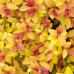 Спирея японская Меджик Карпет (Spiraea japonica Magic Carpet) Спирея японская Меджик Карпет (Spiraea japonica Magic Carpet)