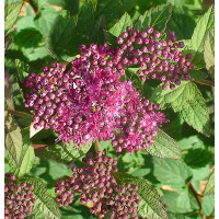 Спирея японская Суперстар (Spiraea japonica Superstar) Спирея японская Суперстар (Spiraea japonica Superstar)