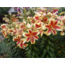 Лилия ОТ-гибрид Флавия (Lilium OT-Hybrids Flavia) Лилия ОТ-гибрид Флавия (Lilium OT-Hybrids Flavia)