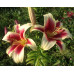 Лилия ОТ-гибрид Флавия (Lilium OT-Hybrids Flavia) Лилия ОТ-гибрид Флавия (Lilium OT-Hybrids Flavia)
