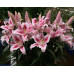 Лилия ОТ-гибрид Фронтера (Lilium OT-hybrids Frontera) Лилия ОТ-гибрид Фронтера (Lilium OT-hybrids Frontera)