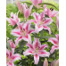 Лилия ОТ-гибрид Фронтера (Lilium OT-hybrids Frontera) Лилия ОТ-гибрид Фронтера (Lilium OT-hybrids Frontera)