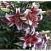 Лилия ОТ-гибрид Кенди Клаб (Lilium OT-Hybrids Candy Club) Лилия ОТ-гибрид Кенди Клаб (Lilium OT-Hybrids Candy Club)
