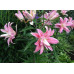 Лилия восточная Дианта (Lilium OT-hybrid Diantha) Лилия восточная Дианта (Lilium OT-hybrid Diantha)
