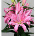 Лилия восточная Дианта (Lilium OT-hybrid Diantha) Лилия восточная Дианта (Lilium OT-hybrid Diantha)