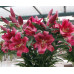 Лилия ОТ-гибрид Ред Дезаер (Lilium OT-hybrids Red Desire) Лилия ОТ-гибрид Ред Дезаер (Lilium OT-hybrids Red Desire)