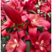 Лилия ОТ-гибрид Ред Дезаер (Lilium OT-hybrids Red Desire)