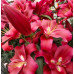 Лилия ОТ-гибрид Ред Дезаер (Lilium OT-hybrids Red Desire) Лилия ОТ-гибрид Ред Дезаер (Lilium OT-hybrids Red Desire)