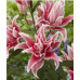 Лилия восточная Роузлили Лорена (Lilium oriental Roselily Lorena) Лилия восточная Роузлили Лорена (Lilium oriental Roselily Lorena)