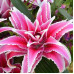 Лилия восточная Роузлили Лорена (Lilium oriental Roselily Lorena) Лилия восточная Роузлили Лорена (Lilium oriental Roselily Lorena)