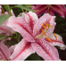Лилия восточная Джейберд (Lilium Oriental Jaybird) 