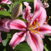 Лилия восточная Джейберд (Lilium Oriental Jaybird) 